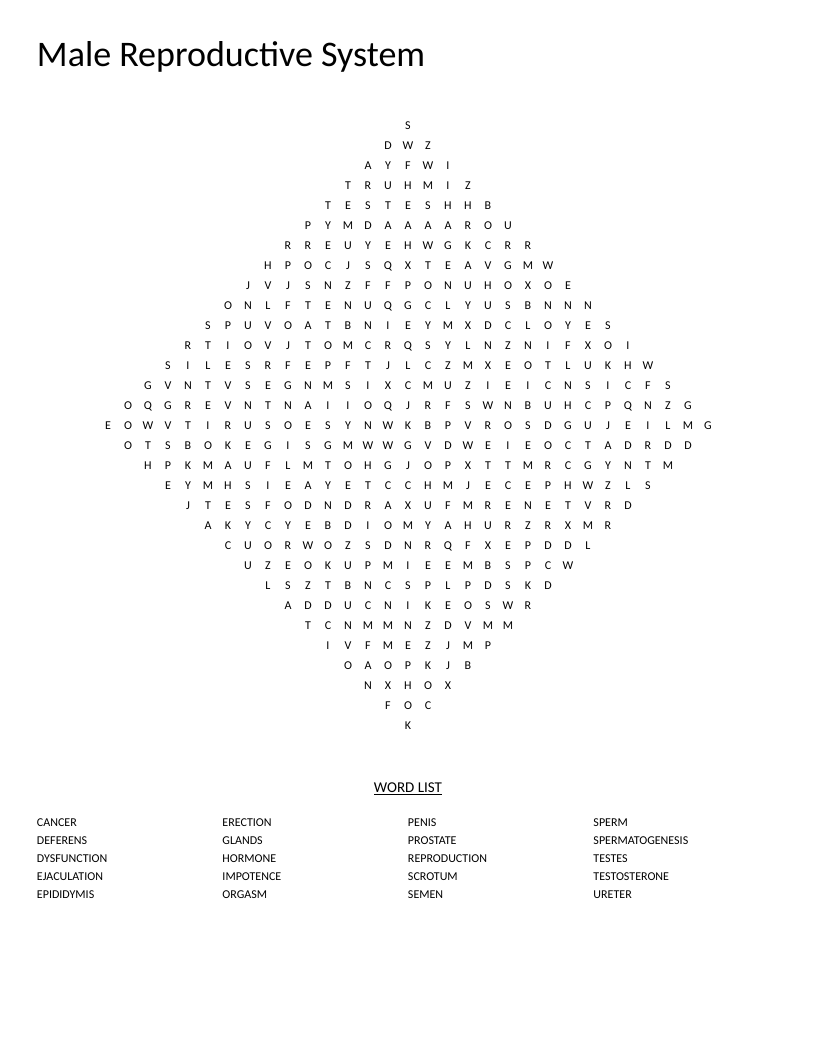 Male reproductive system anatomy word search with terms like testosterone, prostate, and spermatogenesis.